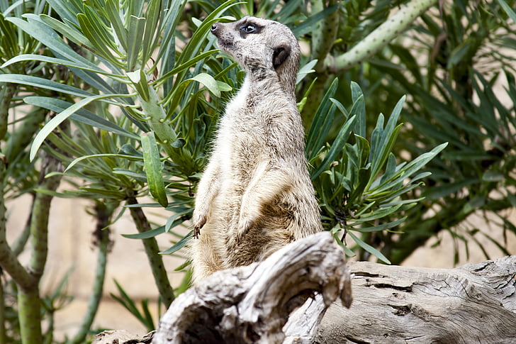 Meerkat, Zoo di, Sentry, carina, fotografia naturalistica, animale, fauna selvatica