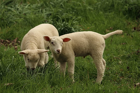 lam, schapen, dier, schattig, schäfchen, dierenwereld, lammeren