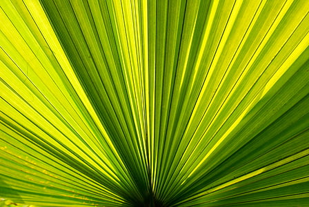 palmieri, frunze de palmier, Palm, verde, frunze, plante, fundal