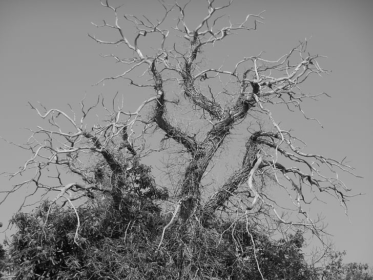 arbre, branches, escarpée, chair de poule, morte, Crooked, nues