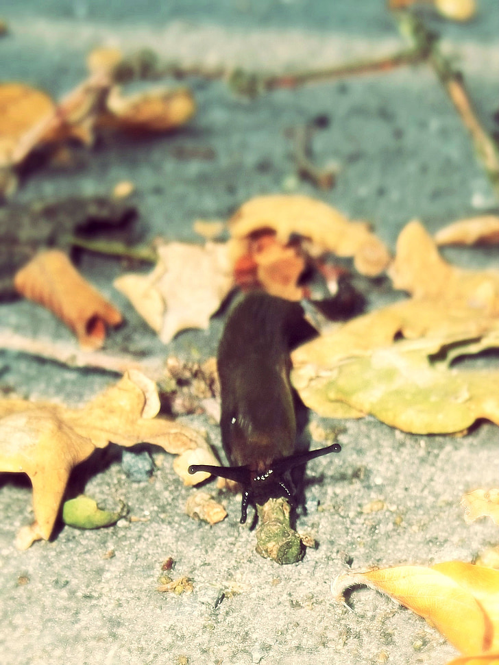slug, snail, autumn, crawl, brown, slowly, mollusk