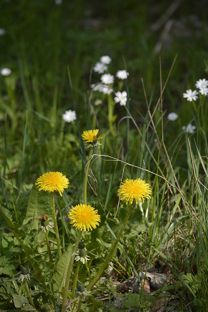 musim semi, Dandelion, bunga kuning, tanaman, dandelion Umum, alam, bunga