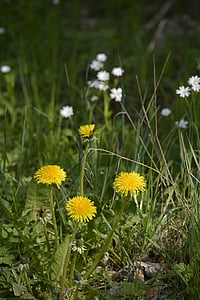 spring, dandelion, yellow flower, plant, common dandelion, nature, flower
