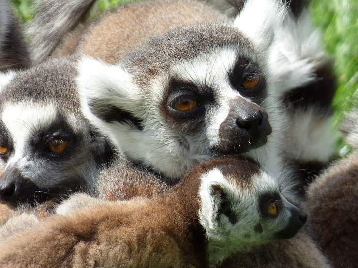 lemurs, Maki catta, mačji Park, nesles