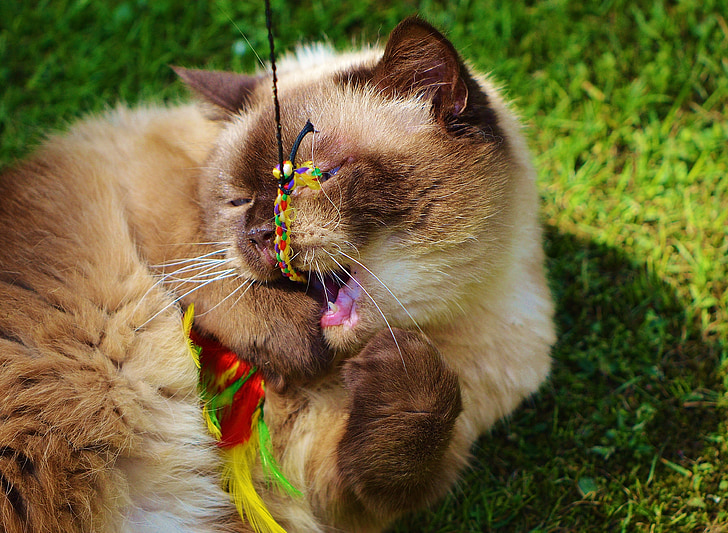 kaķis, British shorthair, spēlēt, mieze, tīrasiņu, dārgais, spalva