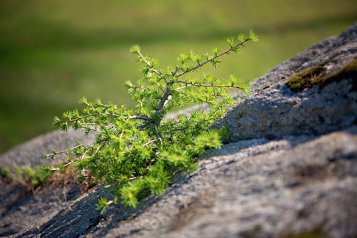 pino, árbol, Bäumchen, roca, piedra, naturaleza, cerrar