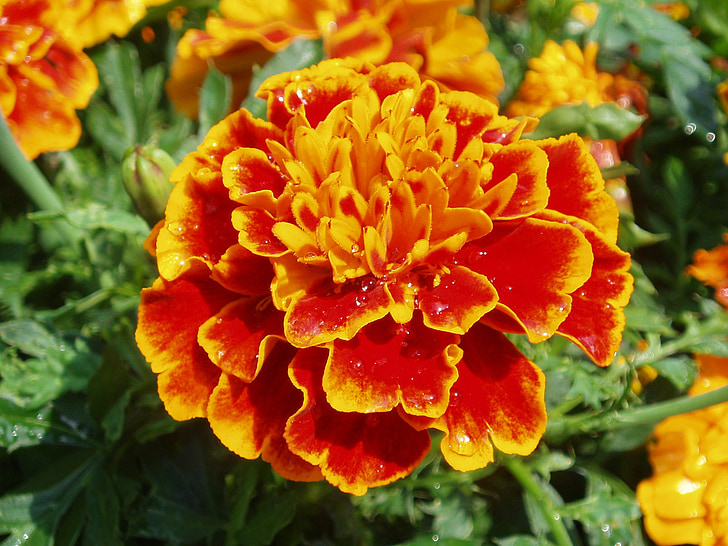 flower, marigold, orange, red, summer, flowerbed, bright