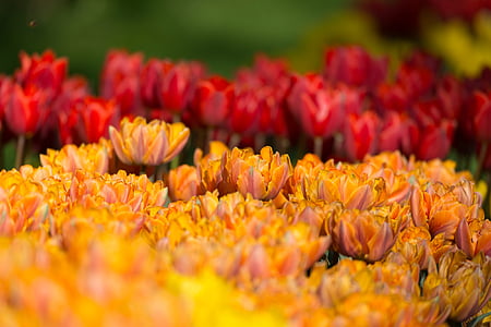 tulips, flowers, orange, red, spring, flower, tulip field
