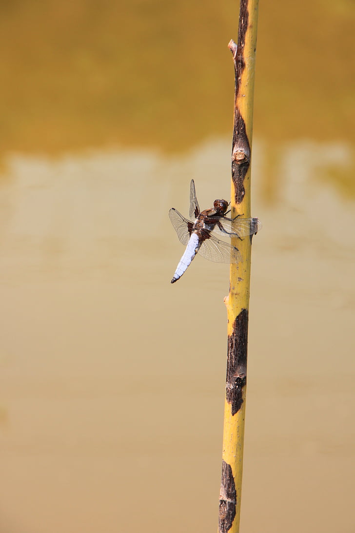 Dragonfly, roikkuu, suuri, vesi, Willow, hyönteiset
