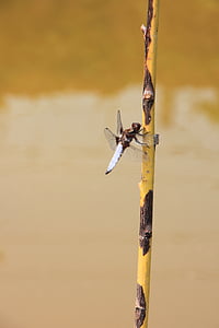 dragonfly, hanging, large, water, willow, insects