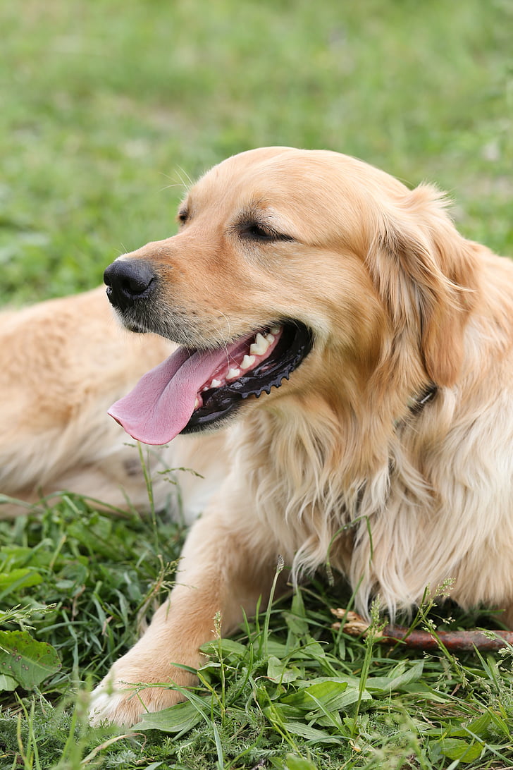 dog, golden retriever, in the, pet, hundeportrait, concerns, meadow