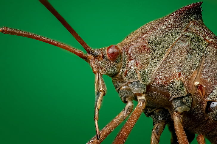 Bug, close-up, macro, inseto, fechar, pernas, pequeno