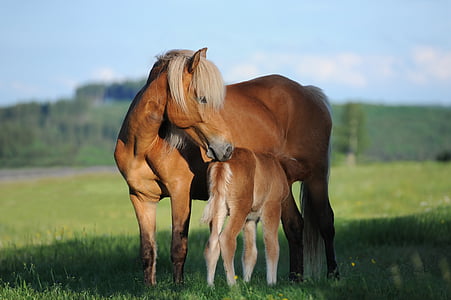 馬, マーレ, 子馬, 自然, アイスランドの馬, 幸せです, 牧草地