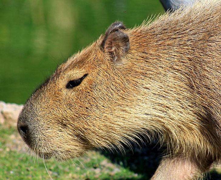 capybara, rodent, zoo