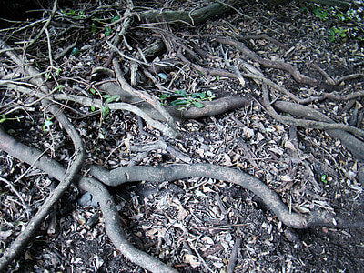 racines, nature, arbre
