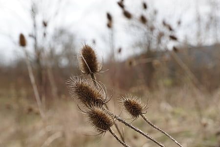 thistles, dry, withered, plant, macro, nature
