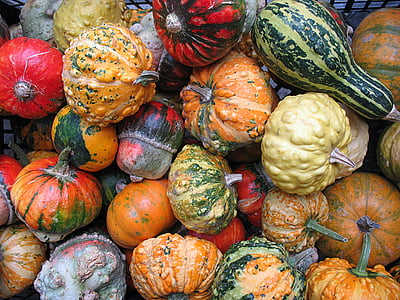 nature, plants, decorative, pumpkins, pumpkin, vegetable, autumn