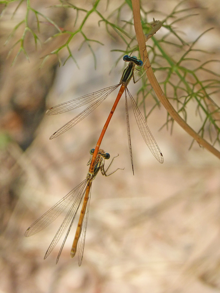 dragonflies mating, dragonflies, copulation, reproduction, insects, insects mating, flying insects