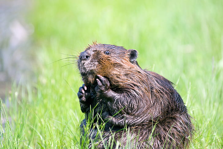 beaver, pond, wildlife, aquatic, cute, nature, water