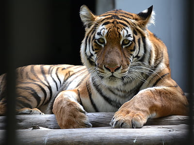 Predator, Tiger, pruhy, Webster mestská Zoo v Zagrebe, zviera, pruhované, mäsožravec