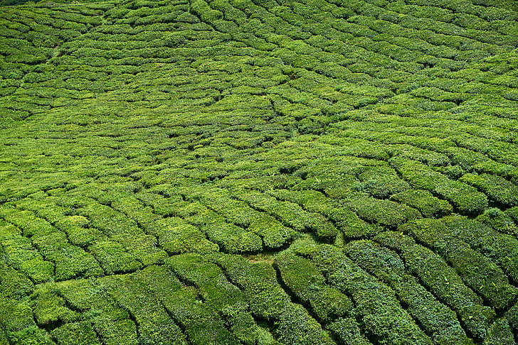 ceai, ceai plante, câmp, verde, gradina de ceai, plante, pace