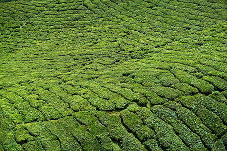 tè, piante di tè, campo, verde, giardino del tè, pianta, pace