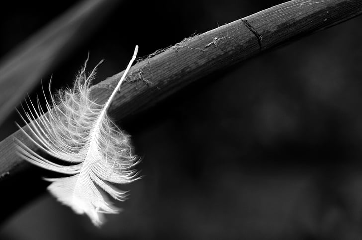 pen, black and white, macro, nature, feather, close-up