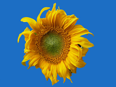 Sun flower, gul blomma, Blossom, Bloom, naturen, Anläggningen, trädgård