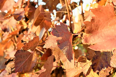 Grapevine, daun, tanaman, winegrowing, musim gugur, merah, Rebstock