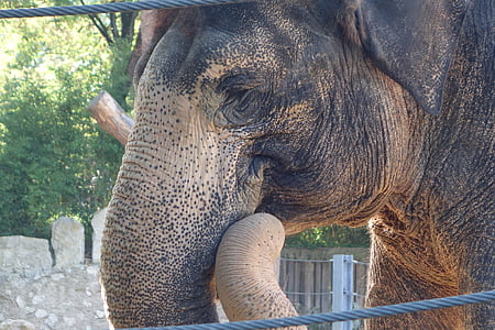 slon, Wilhelma, Stuttgart, jedno zvíře, den, zvířata v přírodě, zvířecí motivy