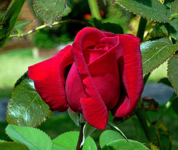 stieg, rote rose, Blume