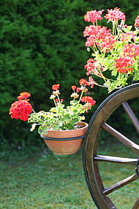 geraniums, Alsace, Ranska, kukat, pyörän