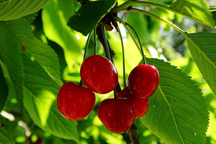 češnje, višnje, rdeča, Morello, koščičasto sadje, poletje, vrt