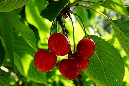 cherries, sour cherries, red, morello, stone fruit, summer, garden