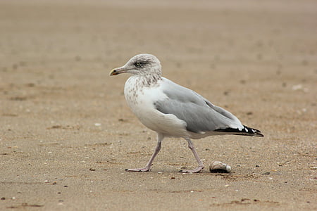 gull, seagull, sand, beach, ornithology, fauna, ocean