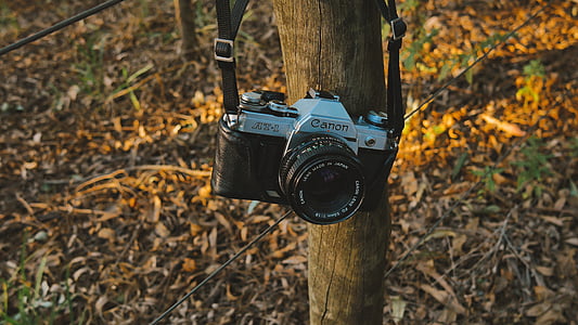 sivá, Canon, SLR, fotoaparát, závesné, hnedá, strom