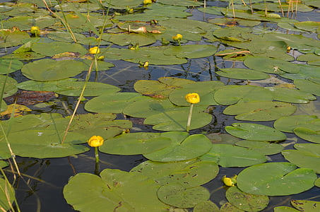 κρίνοι νερού, υδρόβια φυτά, Κίτρινο, Nuphar lutea, Λίμνη τριαντάφυλλο, νερό, φύση