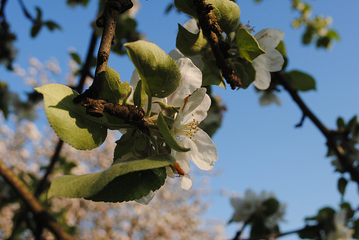 våren, treet, epletreet, natur, utendørs, Blossom, solskinnsdag