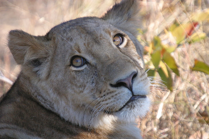 Löwe, Löwin, Tierwelt, Katze, Safari, Predator