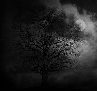 à noite, árvore, lua, paisagem, luz da lua, sombrio, escuro