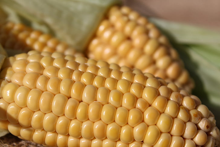 Corn par vālīšu, kukurūza, daba, dārzeņi, pārtika, rudens, ražas
