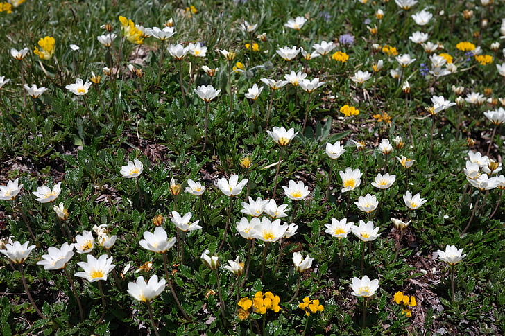 Dryas octopetala, flor, flor, flor, flor alpina, planta alpina, Branco