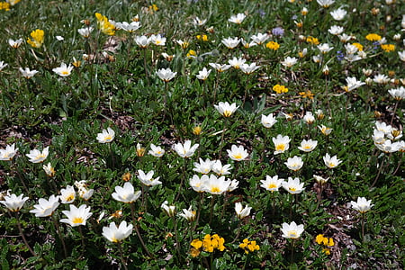 Dryas octopetala, flor, flor, flor, flor Alpina, planta Alpina, blanc