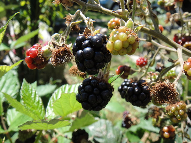 blackberries, fruit, wild, black, red