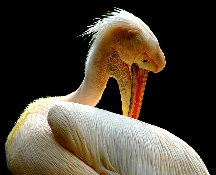 Pelican, linnud, loodus, looma, nokk, suled, üks loom