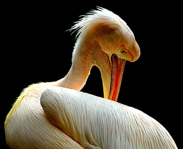 Pelican, vtáky, Príroda, zviera, zobák, perie, jedno zviera