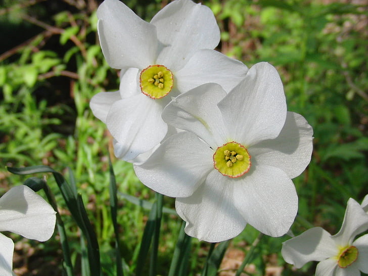 Нарцис, Градински цветя, едър план, растителна, цветя, Блум, бяло