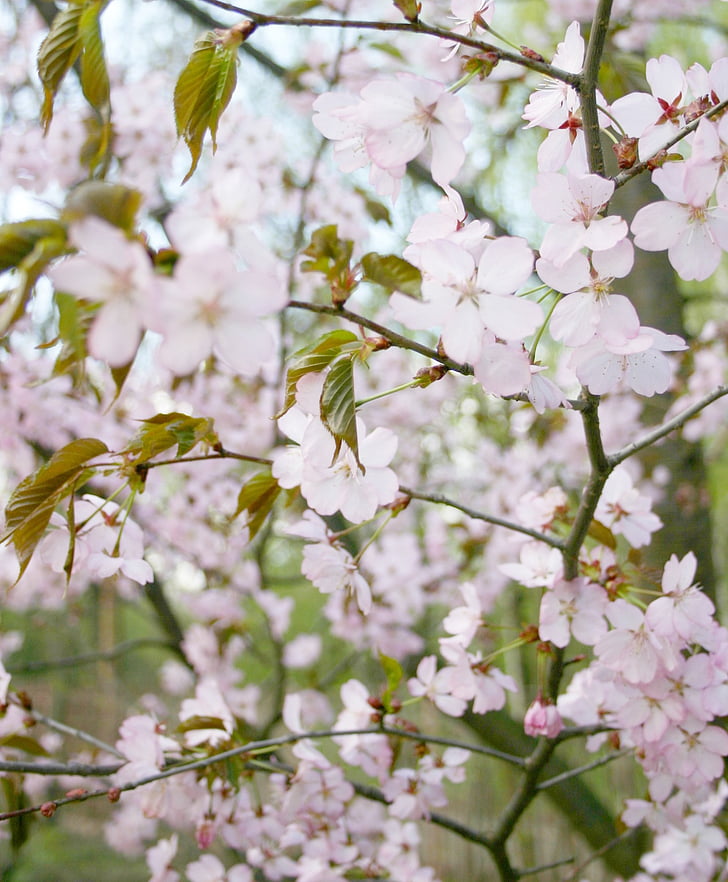 Sakura, strom, Bloom, růžová, Jarní čas, Příroda, větev