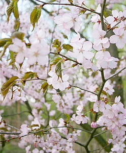 Sakura, boom, Bloom, roze, lente, natuur, tak