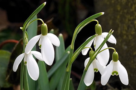 snowdrop, white, spring, flower, nature, flowers, early bloomer